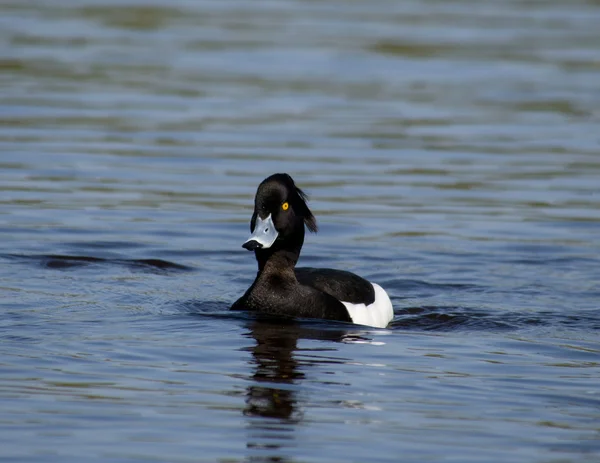 Büschelente — Stockfoto