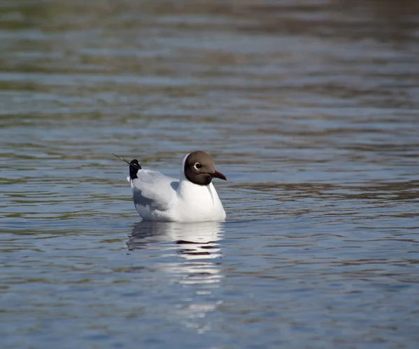 Gaivota no lago — Fotografia de Stock