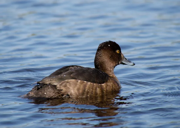 Pato copetudo — Foto de Stock