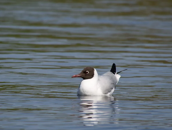 Meeuw op het meer — Stockfoto