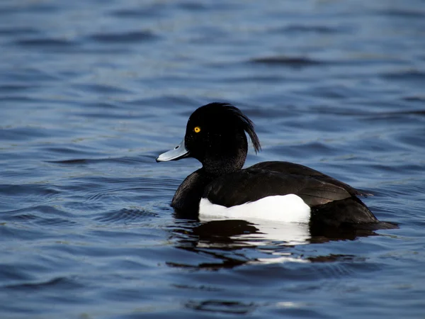 Canard touffu — Photo