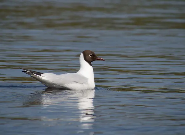 Gaviota en el lago — Foto de Stock