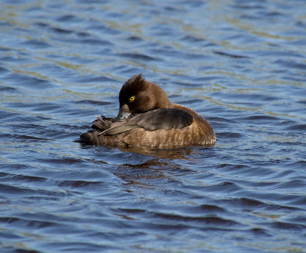 Canard touffu — Photo