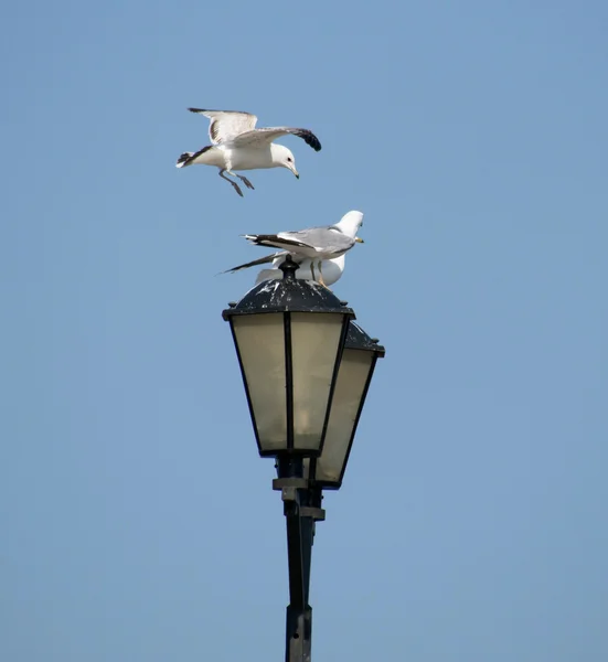 Seagulls on lantern — Stock Photo, Image