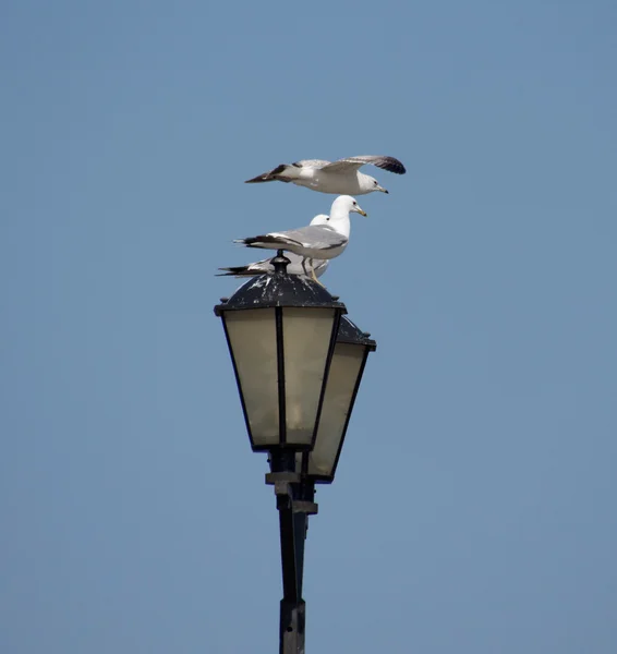 Gaivotas em lanterna — Fotografia de Stock