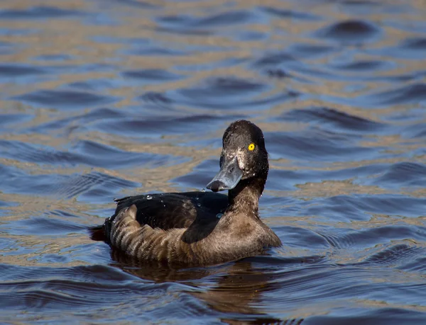 Büschelente — Stockfoto