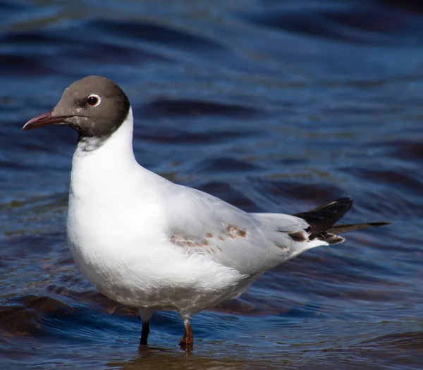 Meeuw — Stockfoto