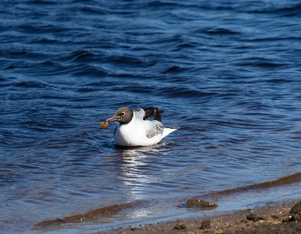 Gaviota — Foto de Stock