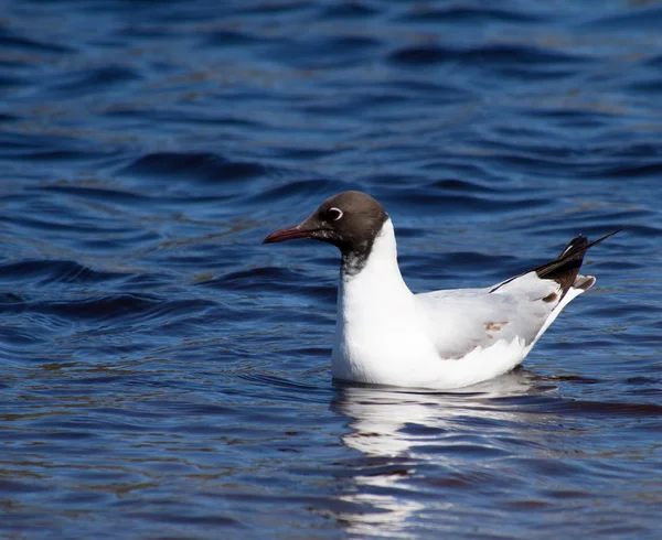 Seagull — Stock Photo, Image