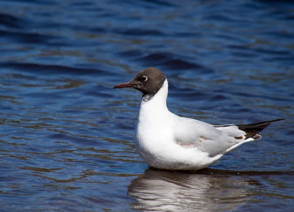 Meeuw — Stockfoto