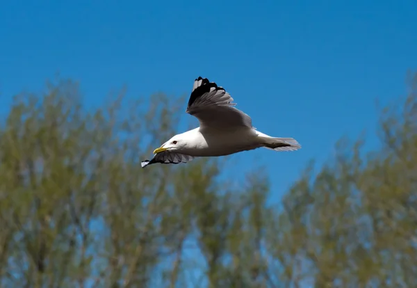 Flying seagull — Stock Photo, Image