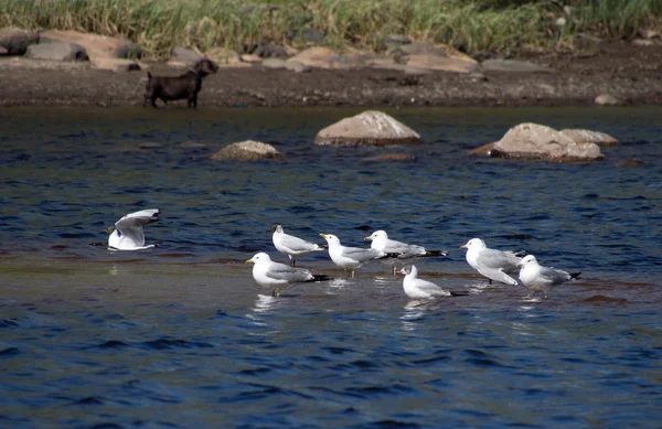 Gaviota — Foto de Stock