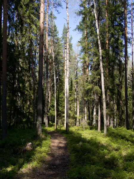 Forest road — Stock Photo, Image