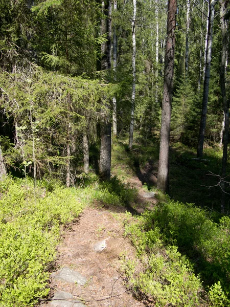 Camino forestal — Foto de Stock