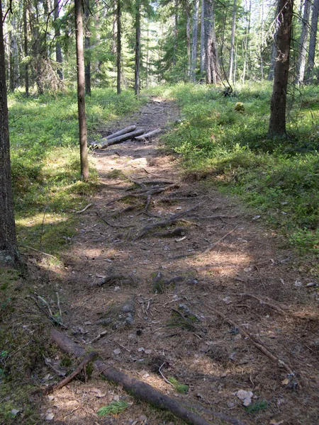 Strada forestale — Foto Stock