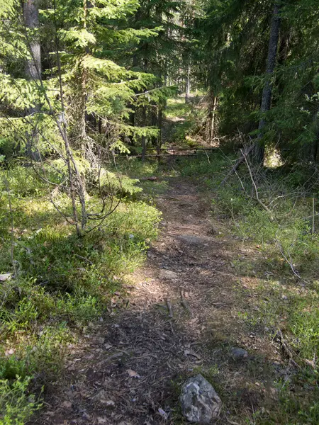 Camino forestal — Foto de Stock