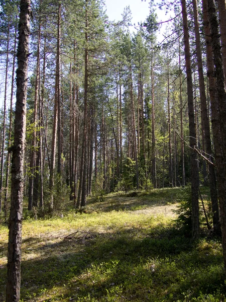 Bosque — Foto de Stock