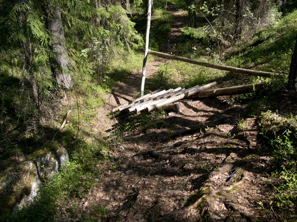 Strada forestale — Foto Stock