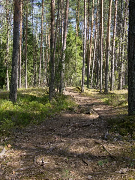 Camino forestal —  Fotos de Stock