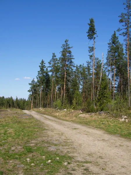 Strada forestale — Foto Stock