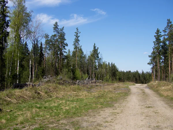 Road forest — Zdjęcie stockowe