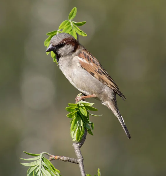 Sparrow — Stock fotografie