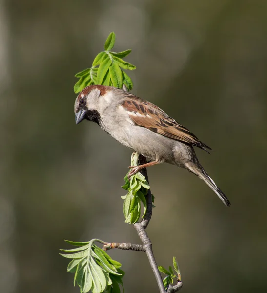 Passero — Foto Stock