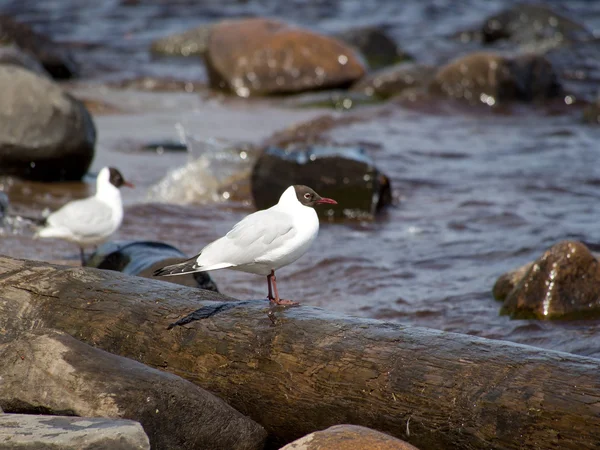 Möwe — Stockfoto