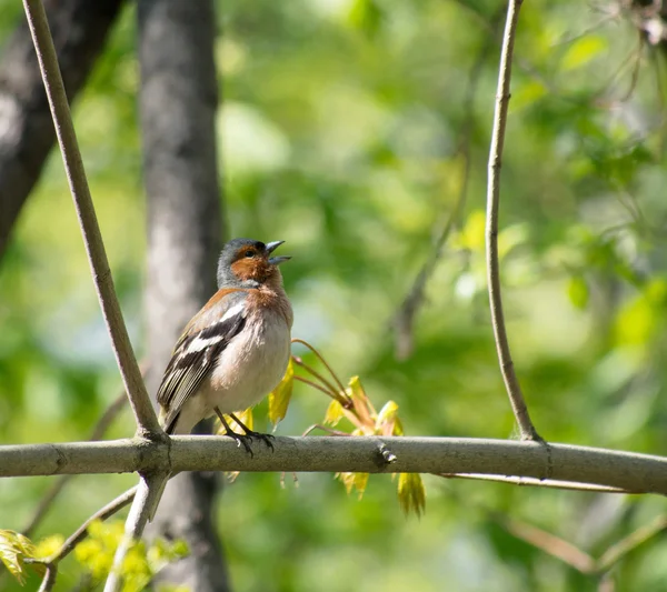 Chaffinch. — Fotografia de Stock