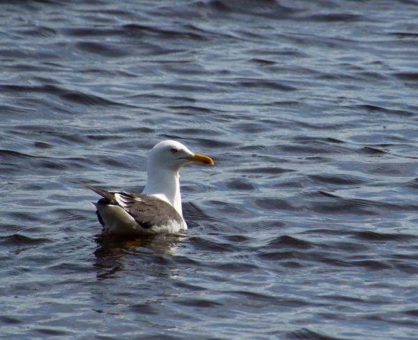 Möwe — Stockfoto