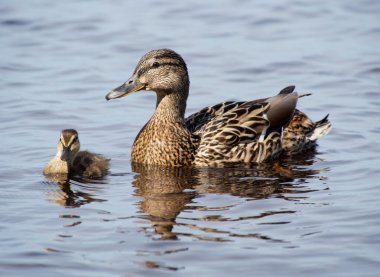 yeşilbaş ördek ve yavru ördek