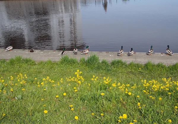 Ente auf dem See — Stockfoto