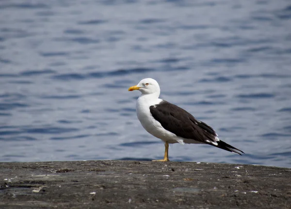 Möwe — Stockfoto