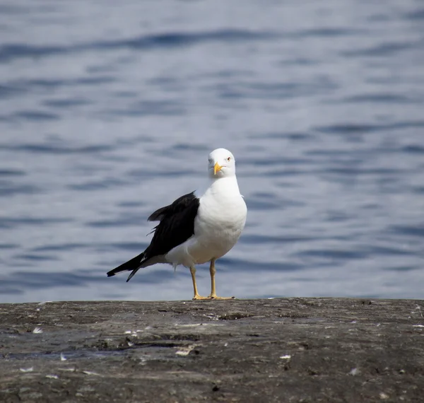 Möwe — Stockfoto