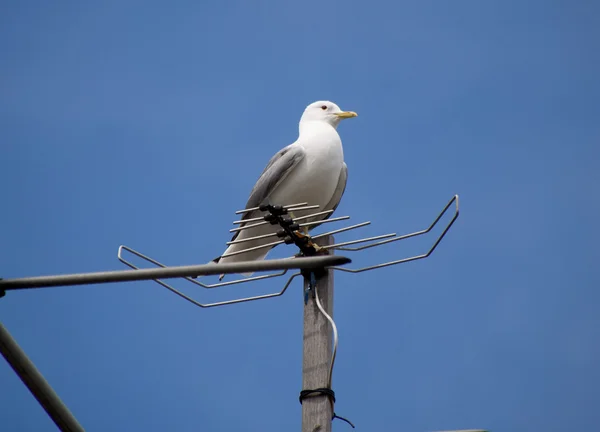 Möwe — Stockfoto