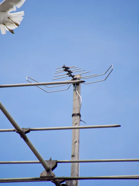 Gaviota — Foto de Stock