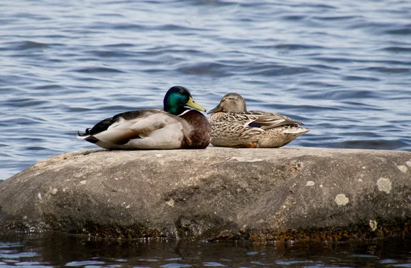 Ente auf dem See — Stockfoto