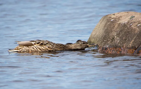 Gölde ördek — Stok fotoğraf