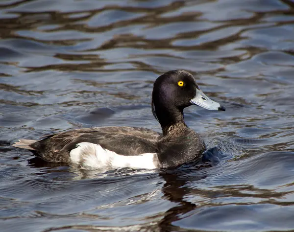 Eend op het meer — Stockfoto