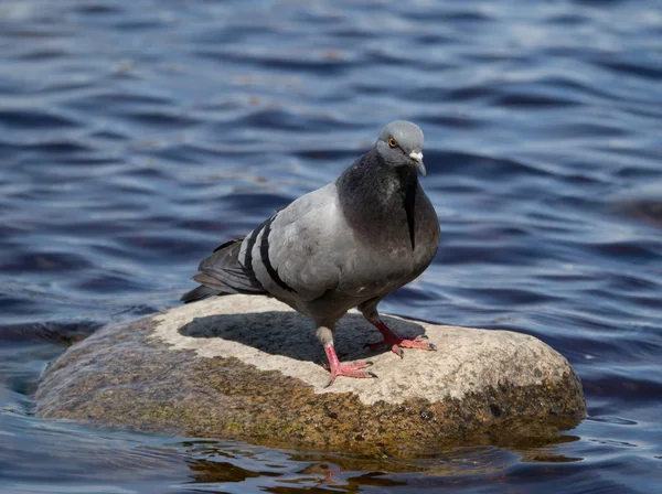 Taube — Stockfoto