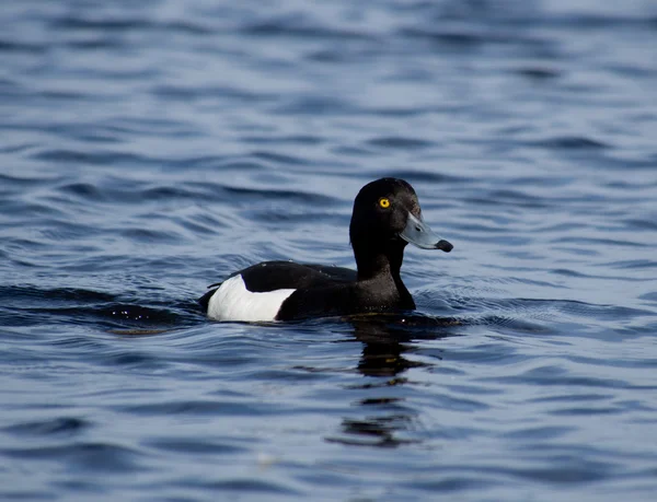 Ankor på sjön — Stockfoto