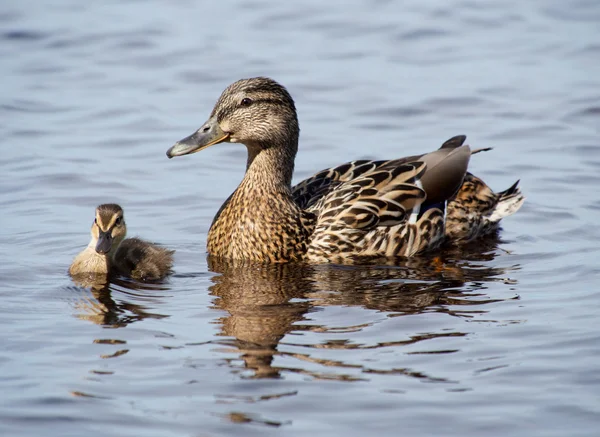 Stockente und Baby-Ente — Stockfoto