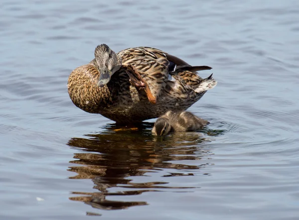 Yeşilbaş ördek ve yavru ördek — Stok fotoğraf