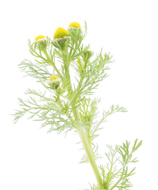 matricarua beyaz bir arka plan üzerinde