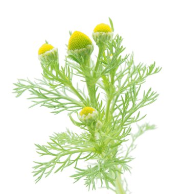 matricarua beyaz bir arka plan üzerinde