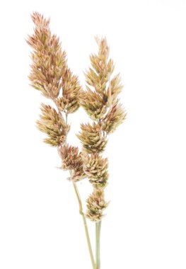 Beyaz bir arka planda ayrığı