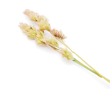 Beyaz bir arka planda ayrığı