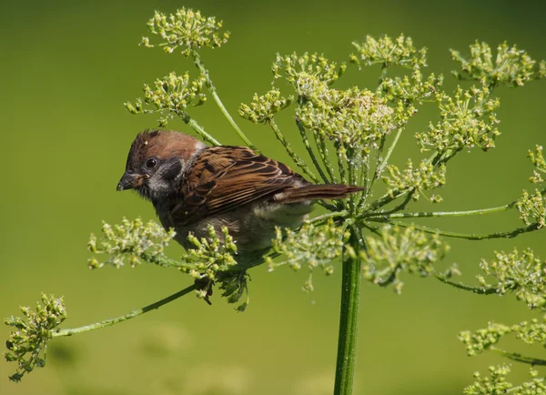 Sperling — Stockfoto