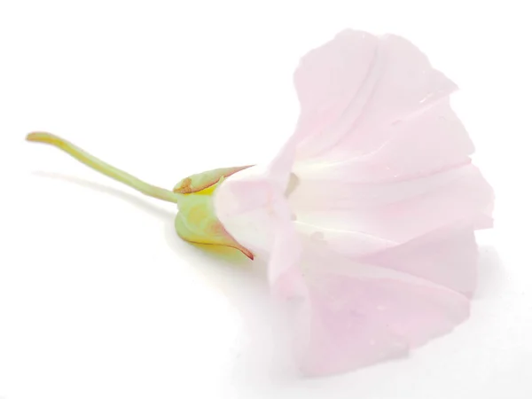 Svlačec květy na bílém pozadí — Stock fotografie