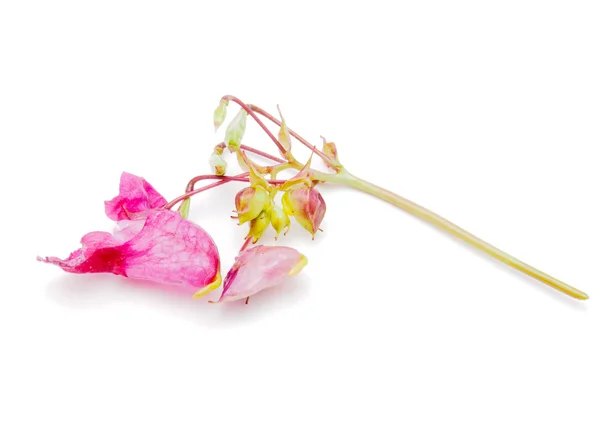 Himalaya balsam çiçeği — Stok fotoğraf